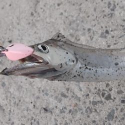 サビキついでにタチウオ